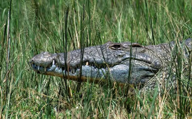 3 Days Chimps and Wildlife at Murchison Falls