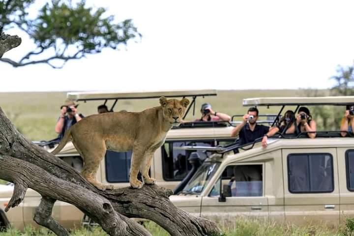 6 Days Masai Mara, Lake Nakuru & Amboseli Safari