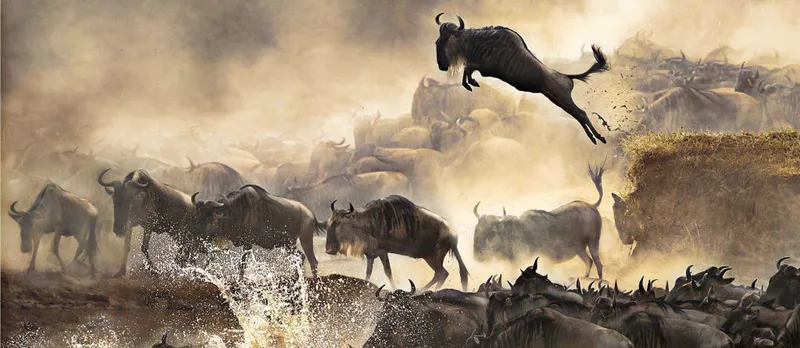 6-Day Luxury Family Wildebeest Migration and Enjoy a Special Offer in a Maasai Village.