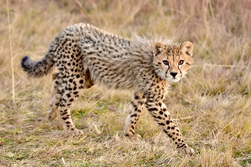 10 Day Safari & Cultural Experience in Tanzania