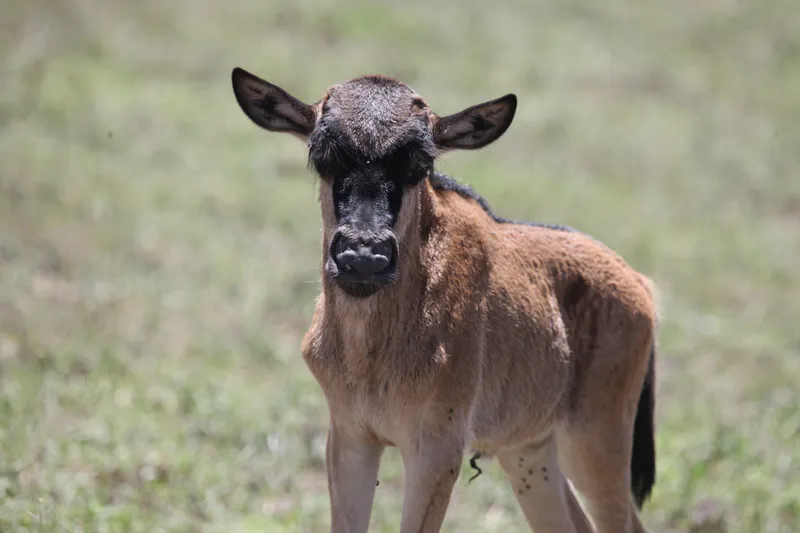 8-Day Southern Serengeti Great Migration at Ndutu Plains
