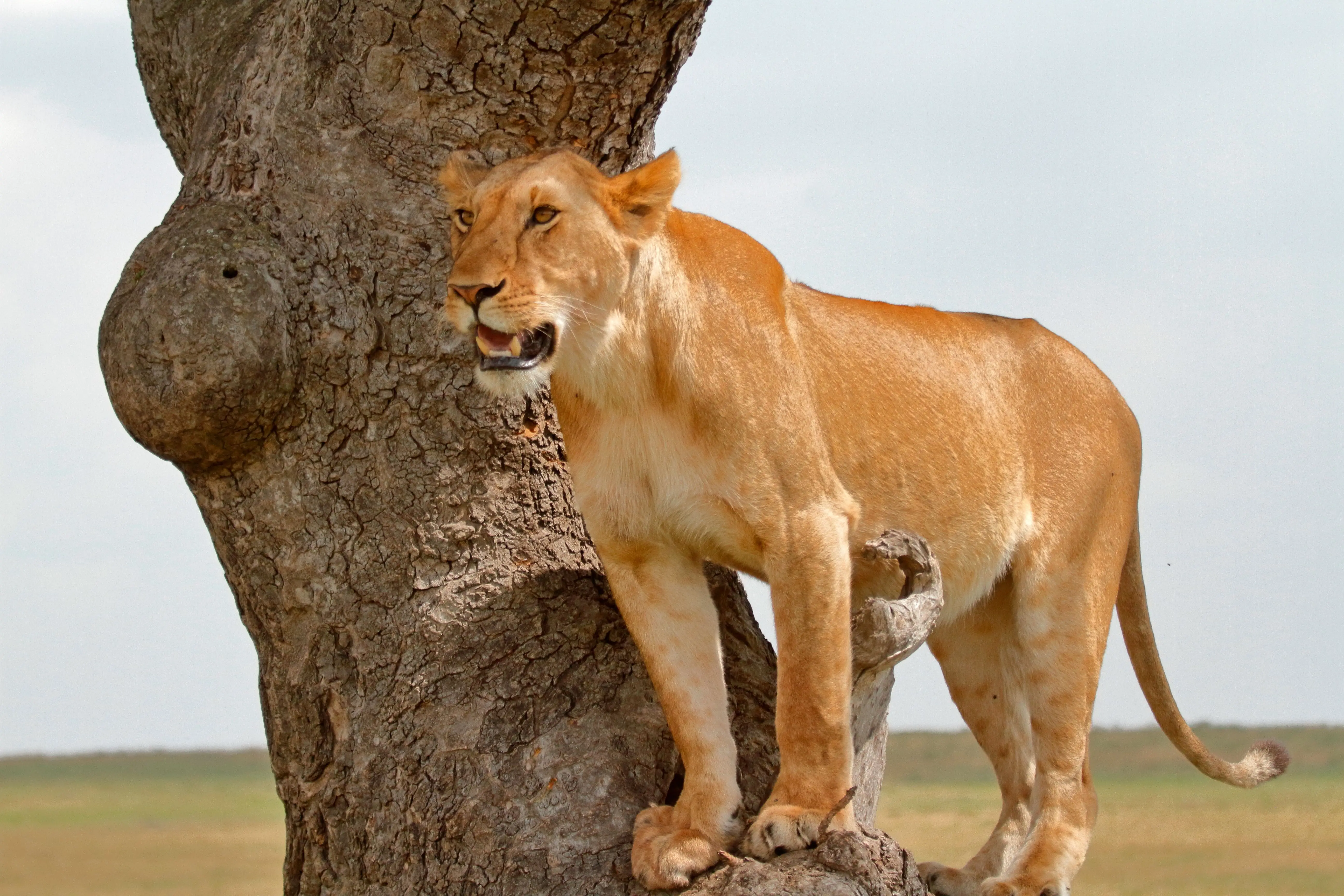 7 Days Classic Central Serengeti Migration Safari Tanzania