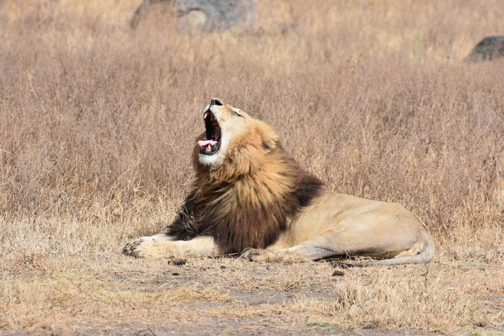 3 Days safari; Explore Ngorongoro crater and Tarangire National park