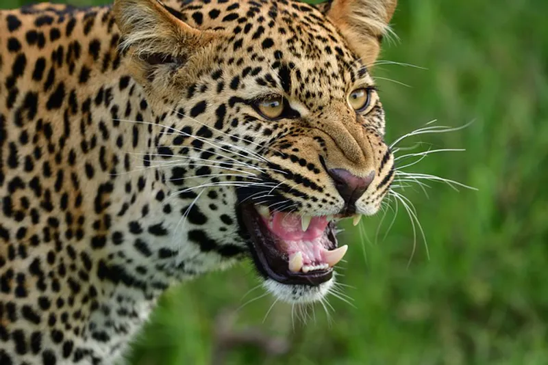 4 Day Luxury Game Viewing And Cultural Glimpse