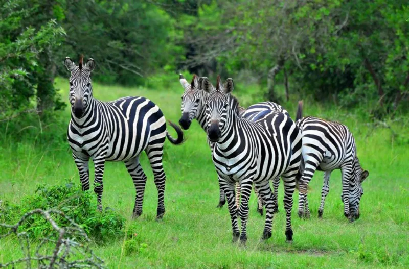 4-Day Climax Wildlife Safari in Uganda