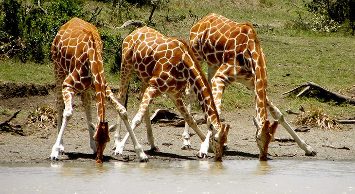2-DAYS 1-NIGHTS MID RANGE SAFARI TO TARANGIRE AND NGORONGORO .