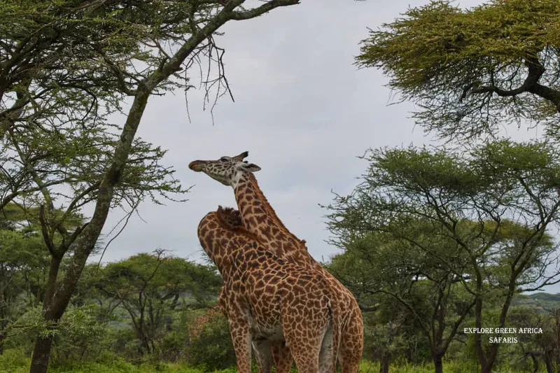 5-Days Ndutu Serengeti Migration Tanzania Calving season