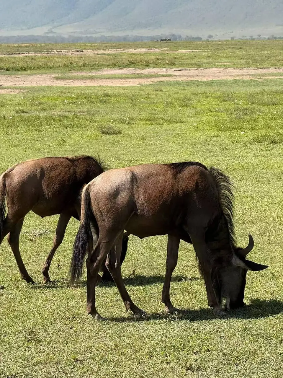 7-Day Southern Serengeti Great Migration & Calving Safari