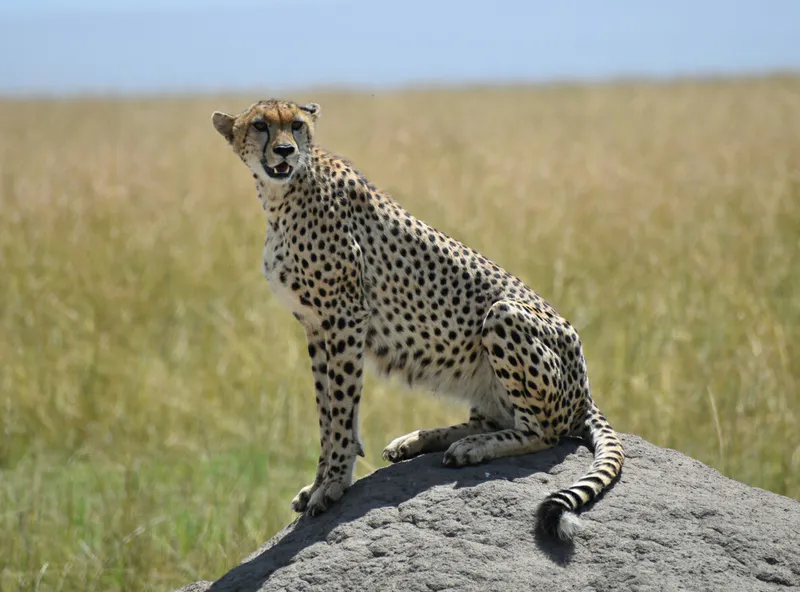 10 Days Migration of Wildbeest in Ndutu Serengeti Ngorongoro crater and Zanzibar Beach Safaris