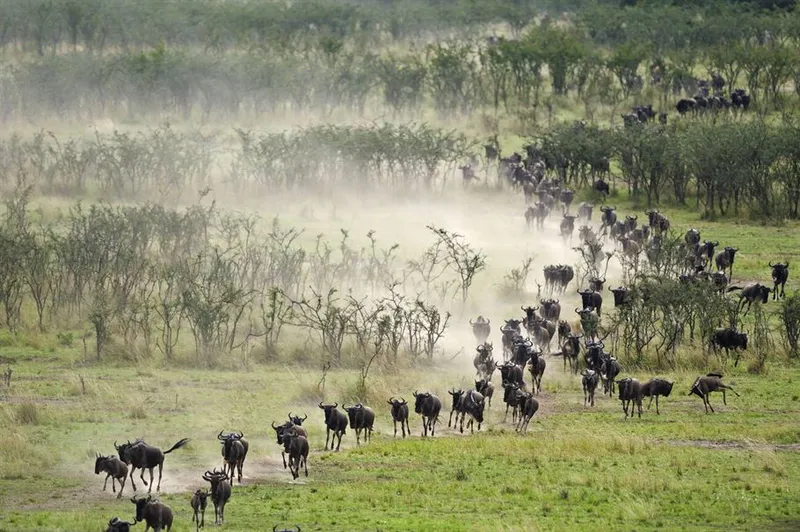 4-Day Tanzania Mid-Range Serengeti Migration Safari