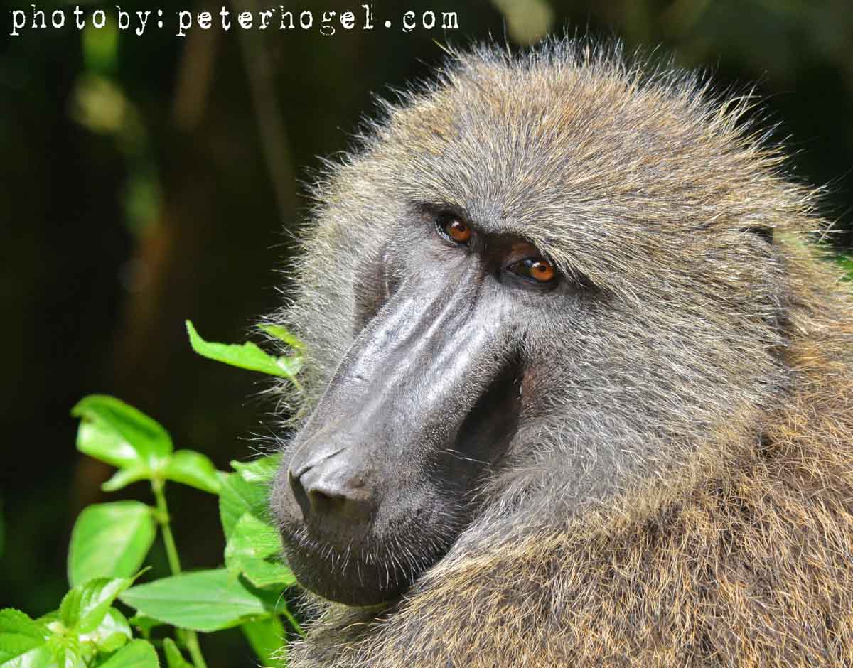 18-Day Uganda All Way Round Safari