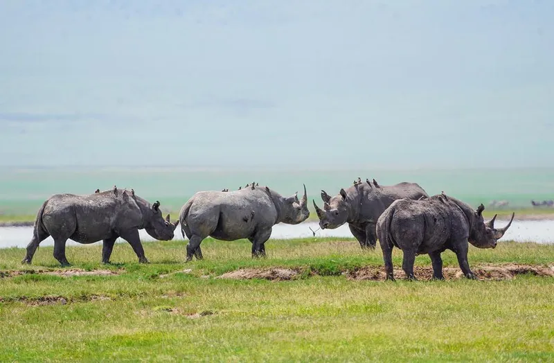 6-Day Comfort Safari in Tanzania Northern Parks