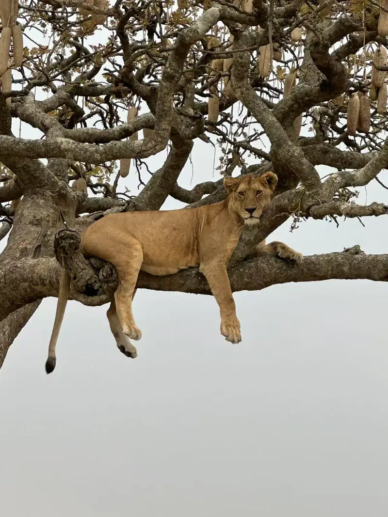 6 Day Luxury - Migration Safari (Fly-in)