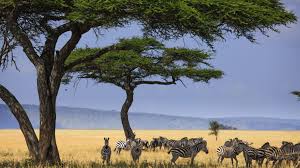 3-Day HONEYMOON SAFARI IN SERENGETI NATIONAL PARK