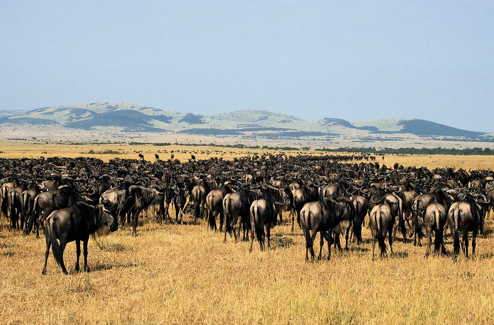 7 Days Migration Explorer Safari Tanzania Wildlife Experience