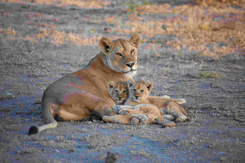 Unforgettable 3 Days Lodging Safari