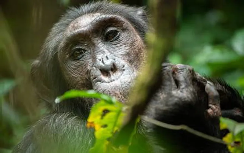 4 Day Gorilla Safari Experience in Uganda