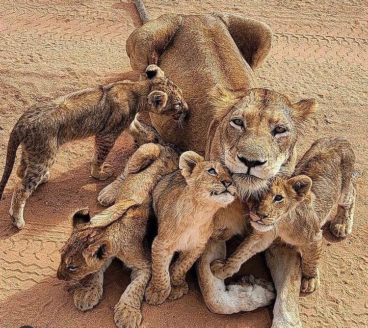 8 Day Luxury Safari Tanzania Trip