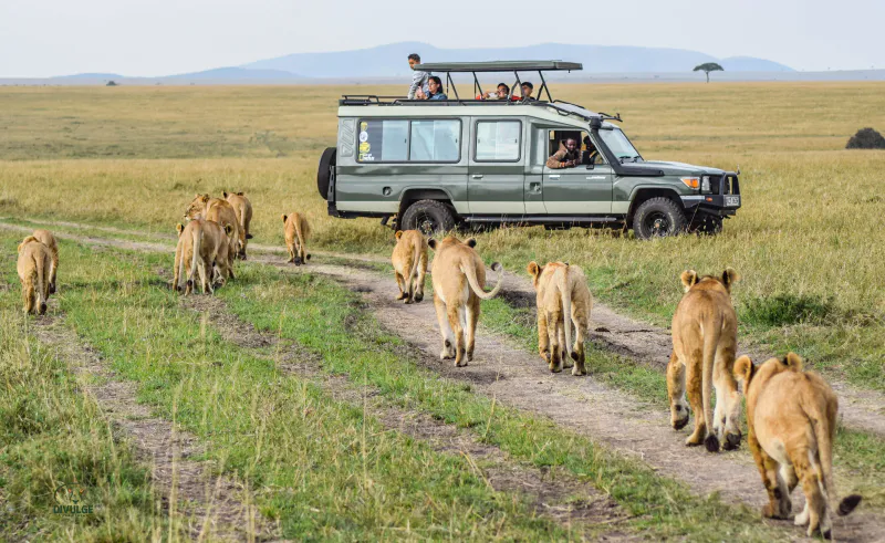 5- Days L. Naivasha, L. Nakuru and Masai Mara Safari