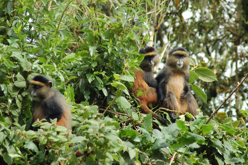 4-Day Gorilla & Golden Monkey Trekking In Mgahinga NP