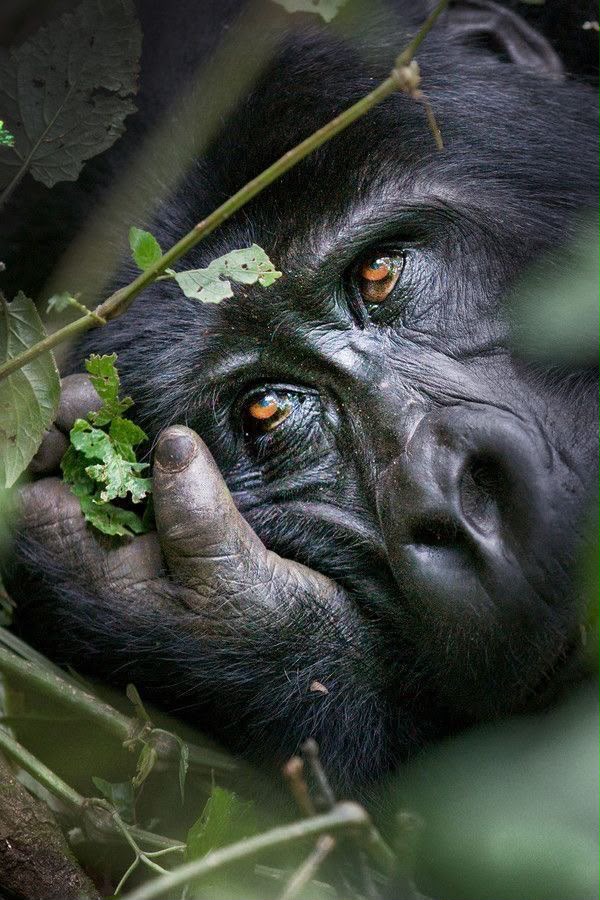 10-DAY RWANDA AND UGANDA