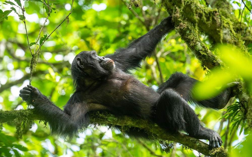 6-Day Queen Elizabeth & Bwindi National Park Safari