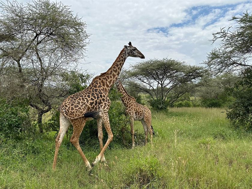 4-Day Tanzania Private Safari-Fly In