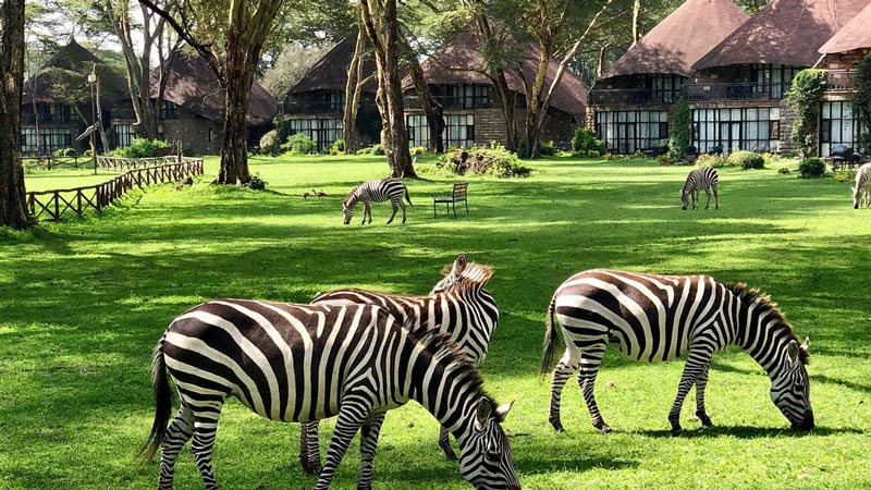 Lake naivasha sopa lodge