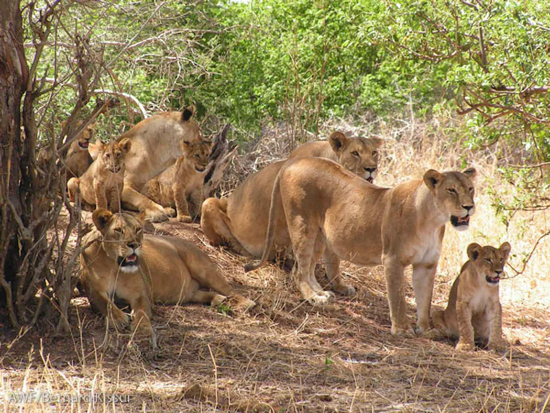 8-Day Tanzania Mid-Range Safari Fantastic