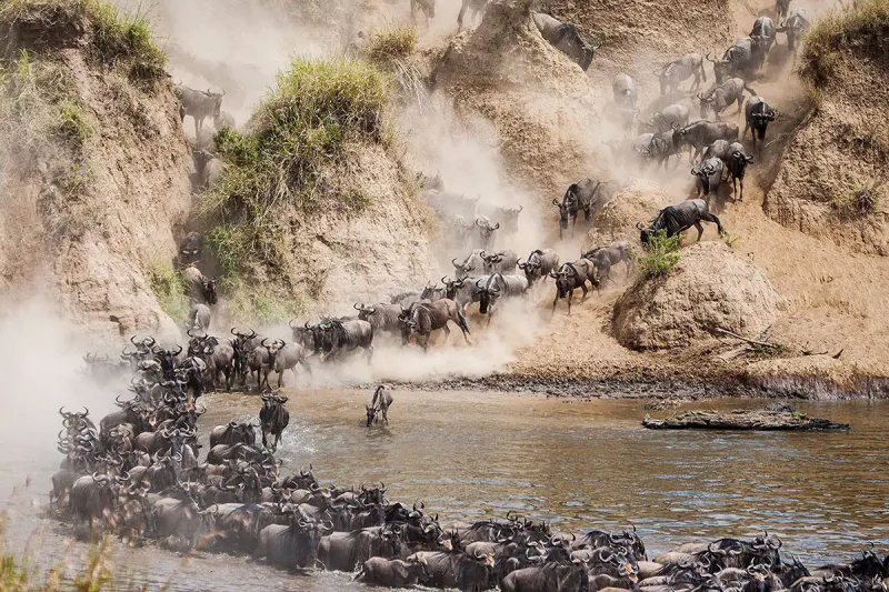7 Days Tanzania Great Migration Mara-River Crossing. (July -October) Best of 2027