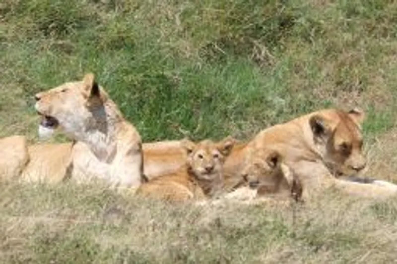 4- Days Explore Ngoro Ngoro and Serengeti Safari