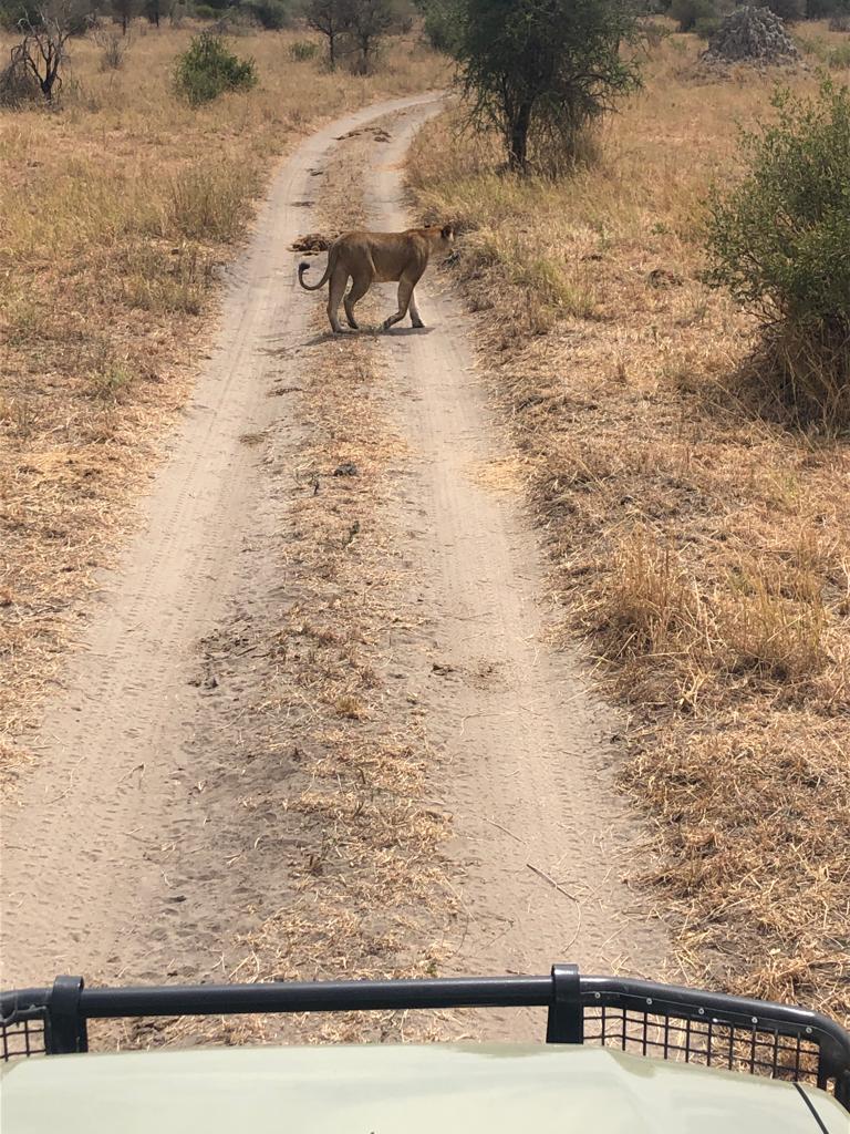 2 Day Big Five Safari to Tarangire National Park and Ngorongoro Crater