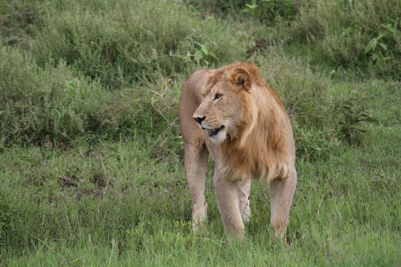 7-Day Adventure of Wildebeest calving season