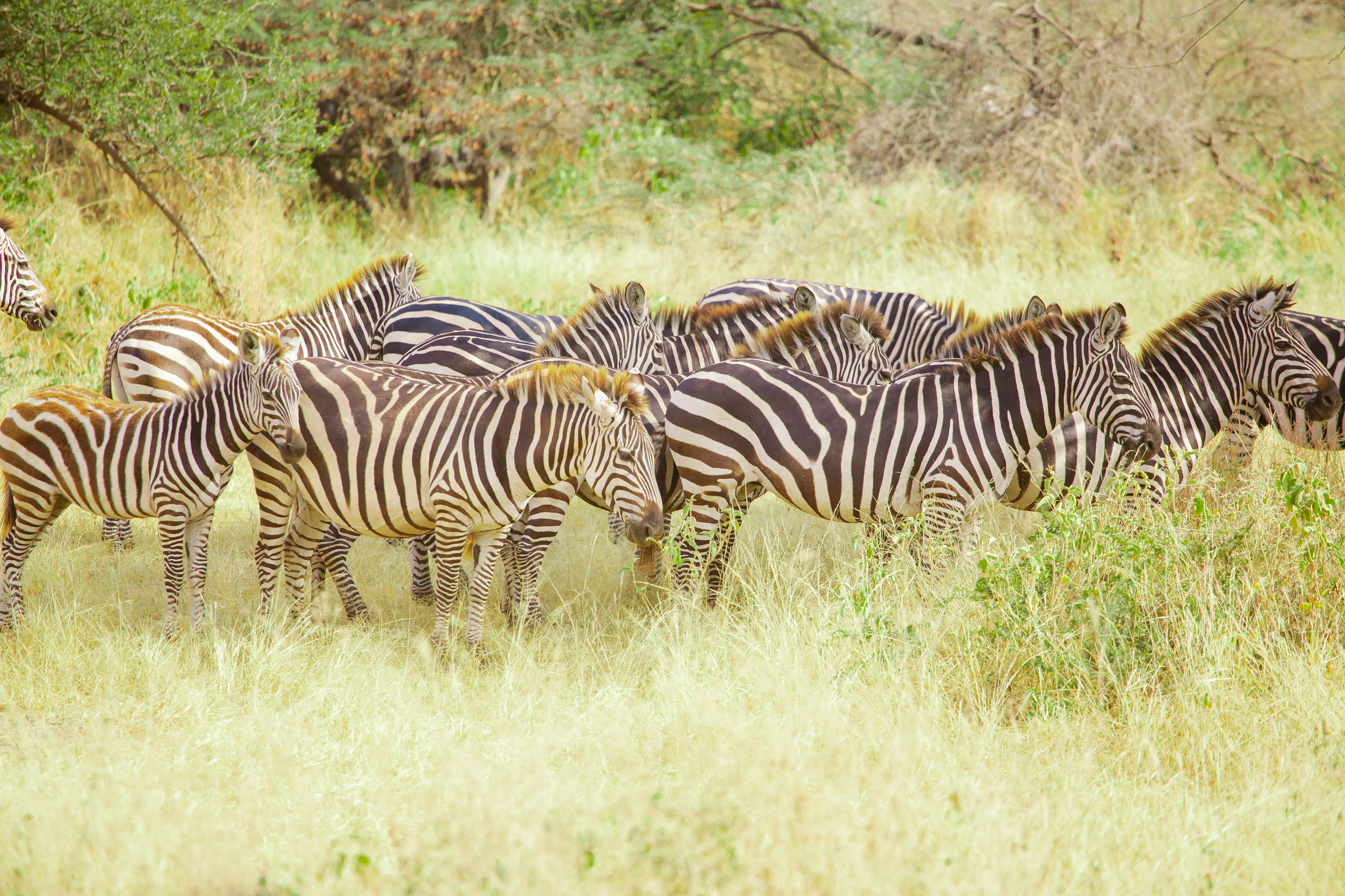 4-Day Classic Mid-Range Safari from Zanzibar: Tarangire, Serengeti & Ngorongoro Crater
