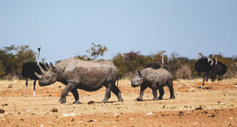 10 Days Fly Out Safari - Namibia, Botswana & Victoria Falls