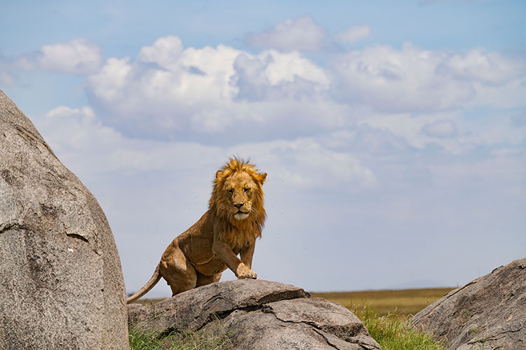 5-Day Mid Range Best of Tanzania - Lion King Adventures - Safarigo