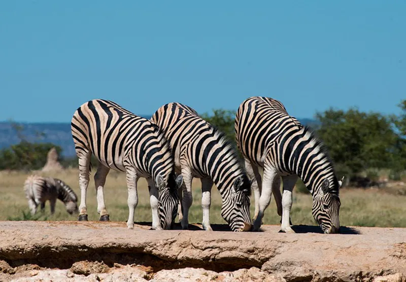 4 Days Best Of Tanzania Budget Safari