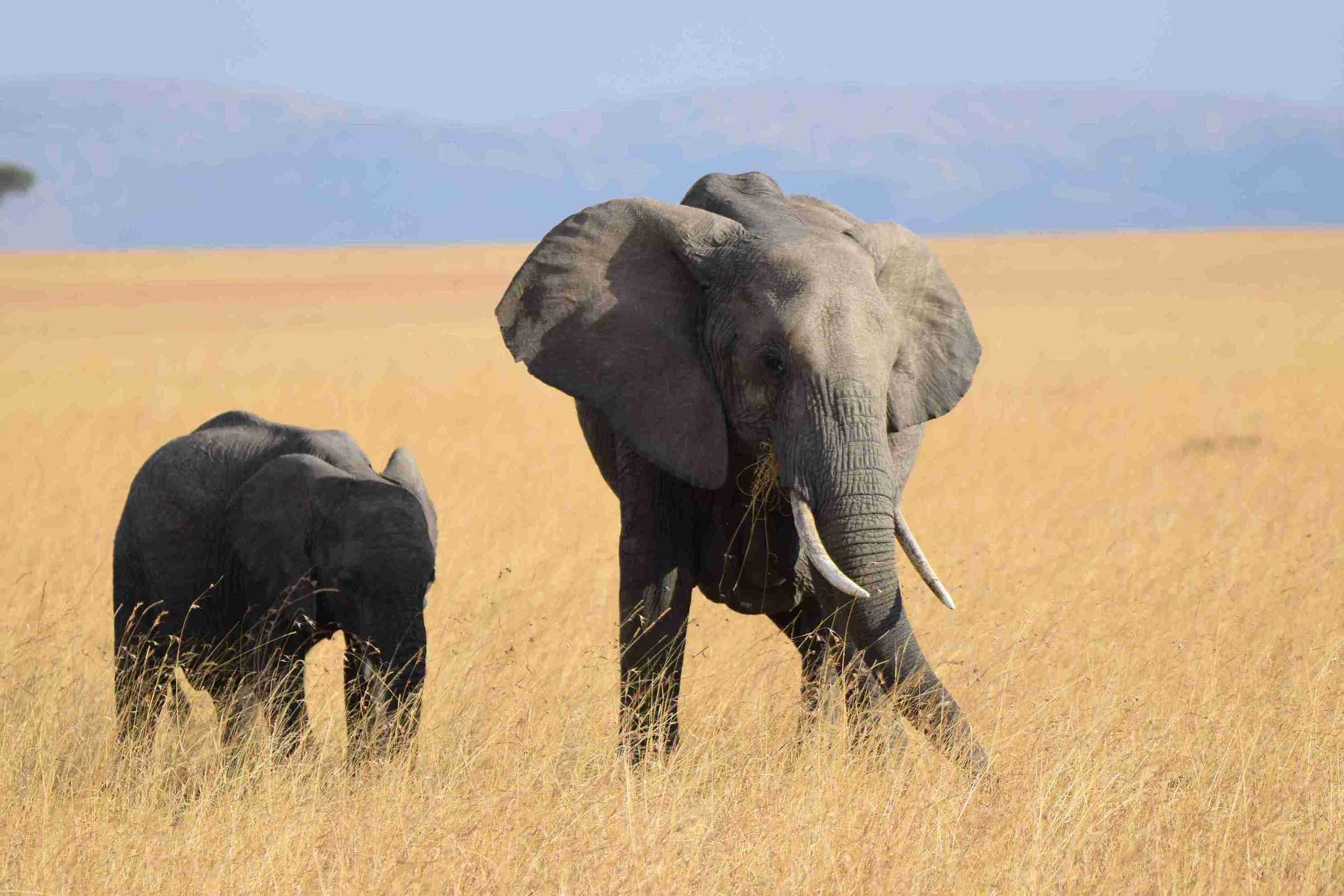 4- Day Lake Nakuru and Masai Mara Classic Budget Safari