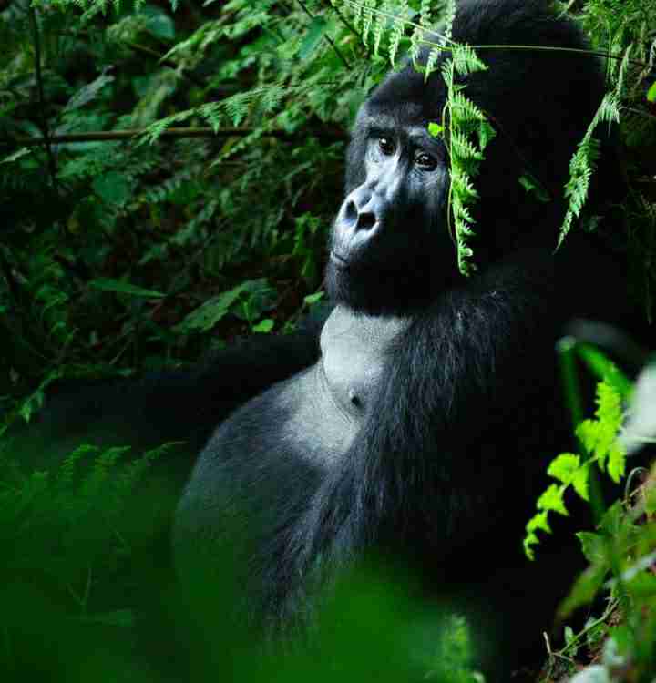 9-Day Explore Uganda and Gorilla Trekking