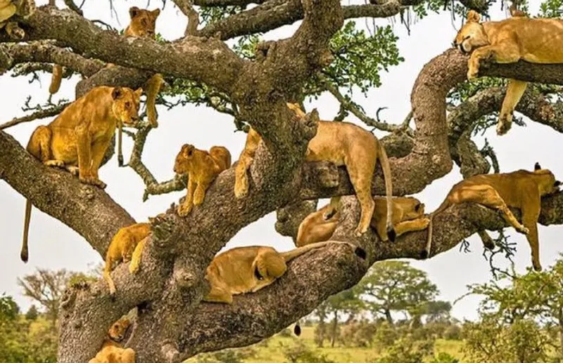 8-Day Serengeti，Massai mara Naivasha,Hells Gate and Nairobi