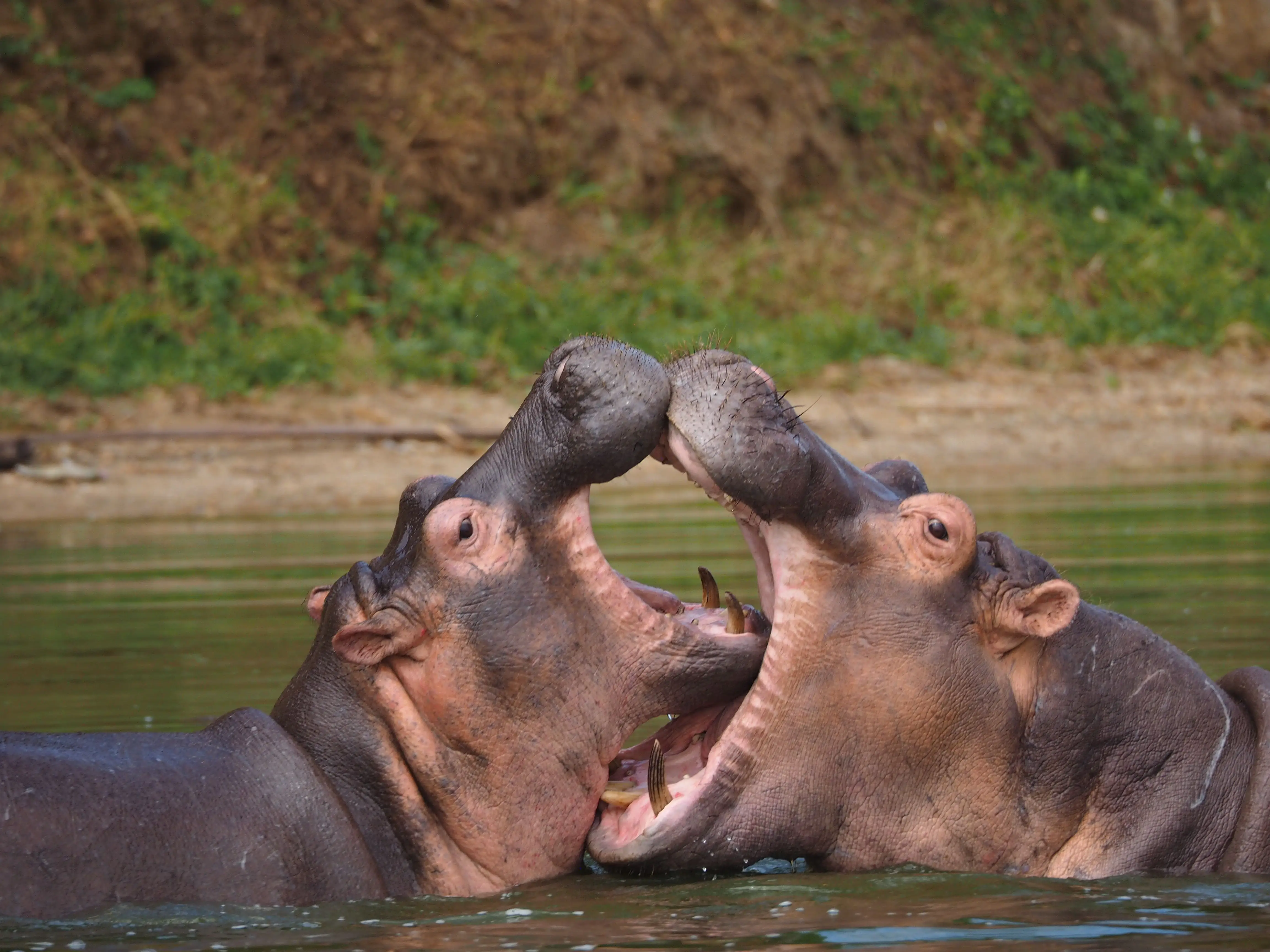 6-Days Ngorongoro, Serengeti, Lake Manyara Experience Safari