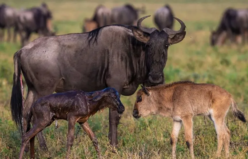 9 - Day Wildebeest Migration Ndutu Calving Safari