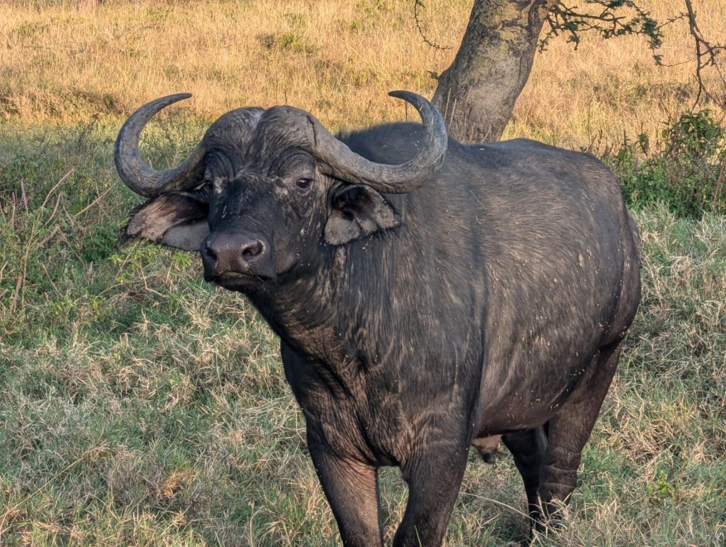 3-Day Spectacular Safari In Lake Nakuru National Park
