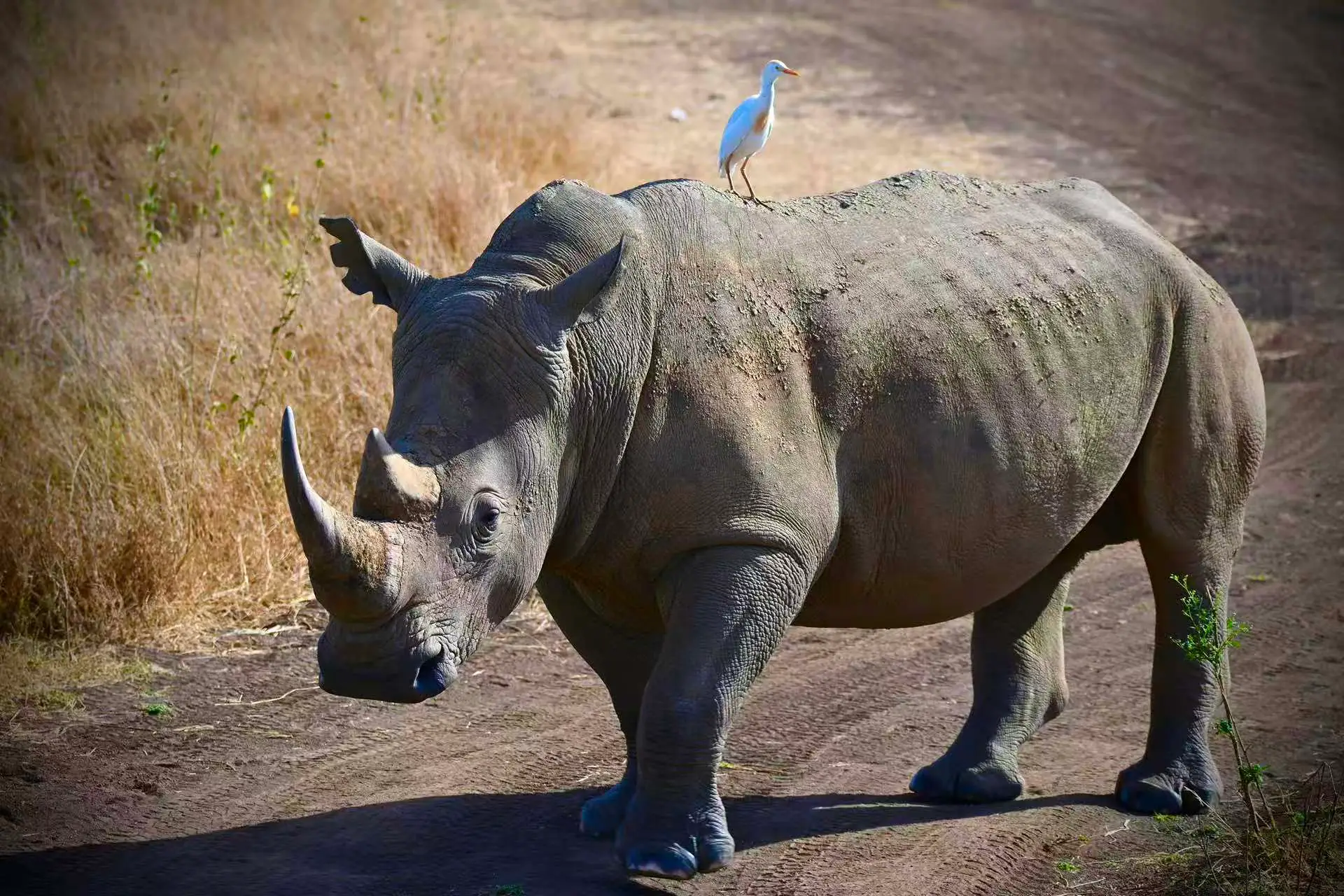 4-Day Samburu & Ol Pejeta, Sweetwaters