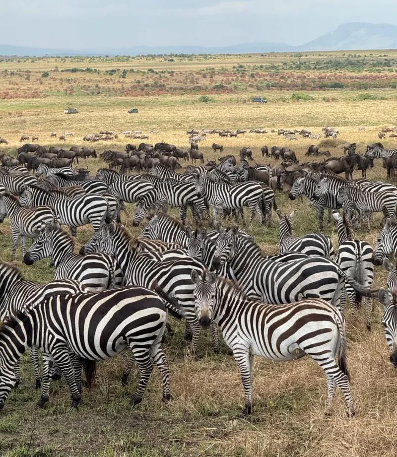 4-tägige Migrations-Safari: Erleben Sie die Große Migration (Serengeti- und Ngorongoro-Safari) von Juni bis Oktober.