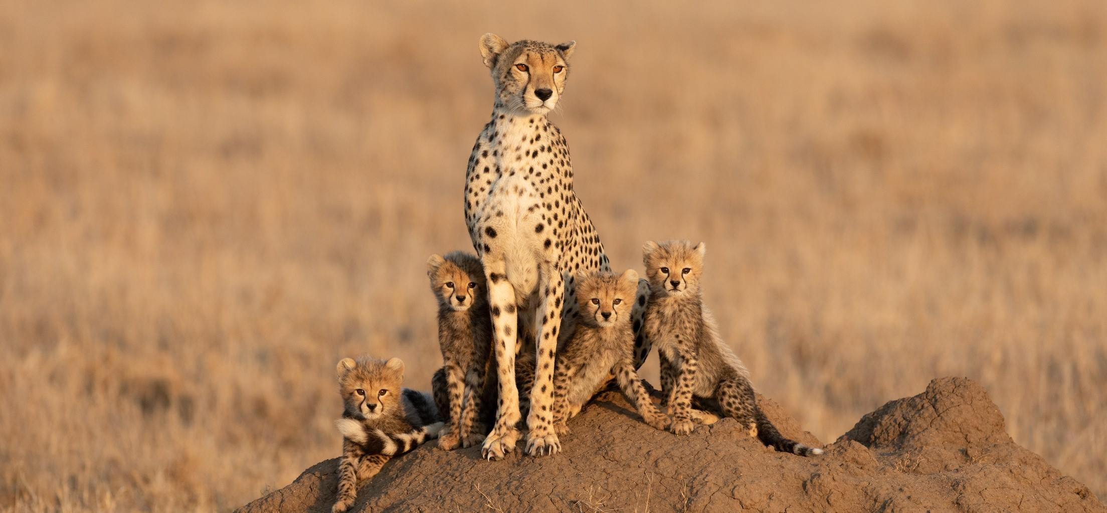 4-Day Mid-Range Safari Tarangire, Serengeti, Ngorongoro