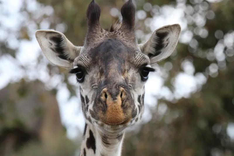 4- Day Tanzania Big 5 Safari