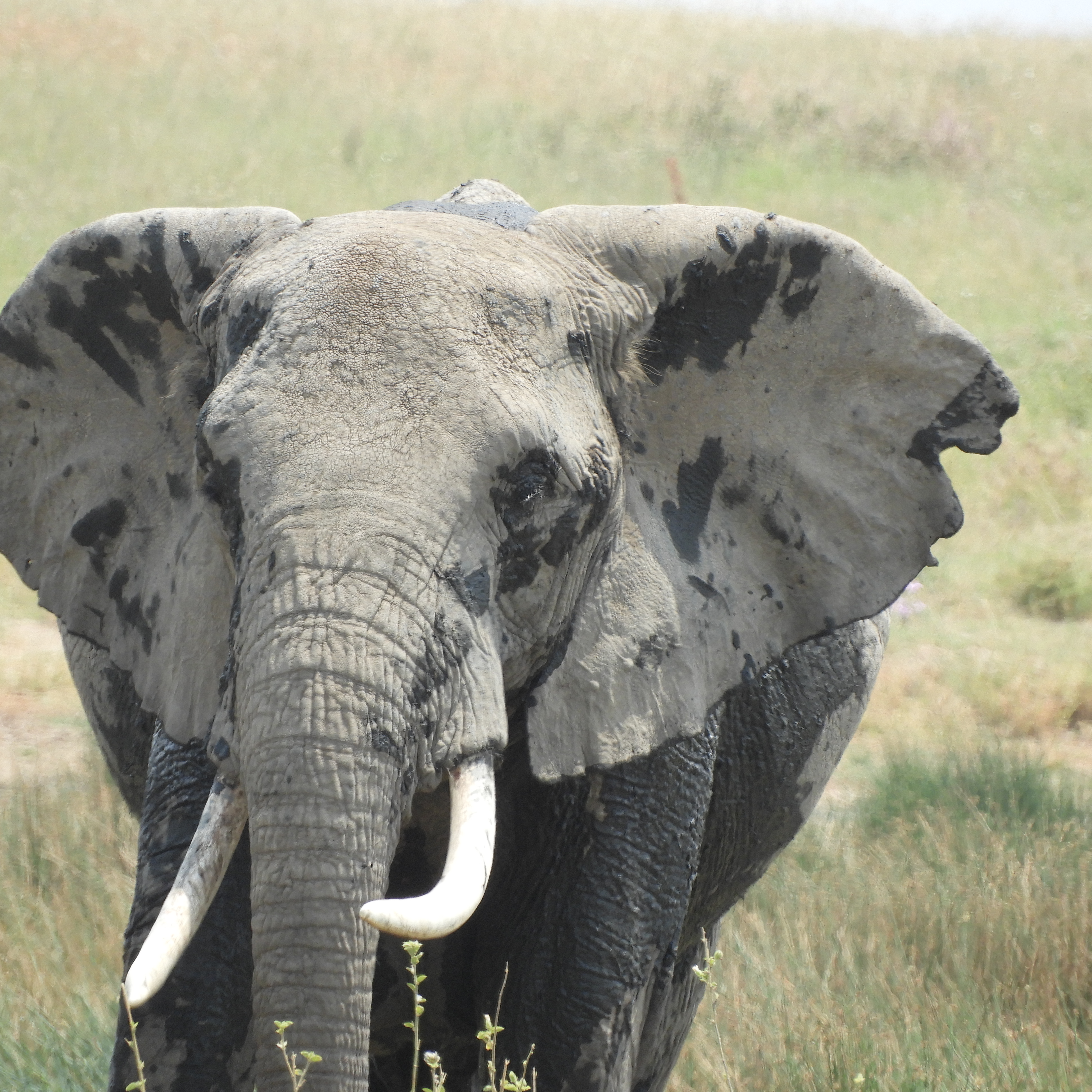 2-Day Tarangire & Ngorongoro Safari