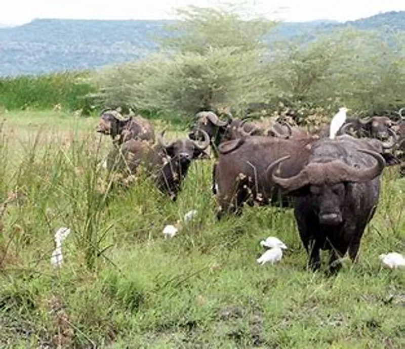 3-DAYS OF CAMPING SAFARI IN TANZANIAN ICONIC NATIONAL PARKS