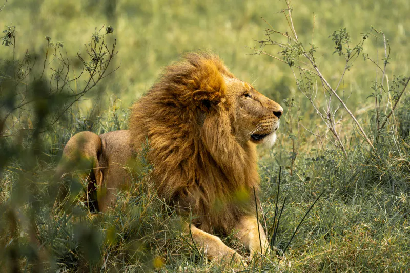 6 Days Great Northern Circuit Safari Tarangire Elephants Serengeti Predators and Ngorongoro Crater Wonders
